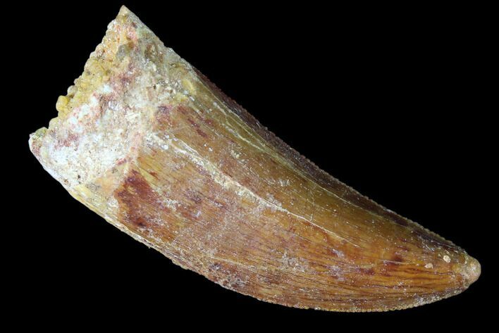 Serrated, Juvenile Carcharodontosaurus Tooth #84437